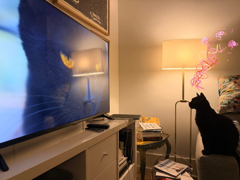 Catfounding. Credit: Author