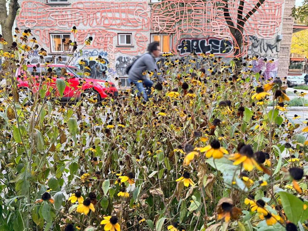 photo of wild flowers on the street as biker goes by and squiggles everywhere overhead